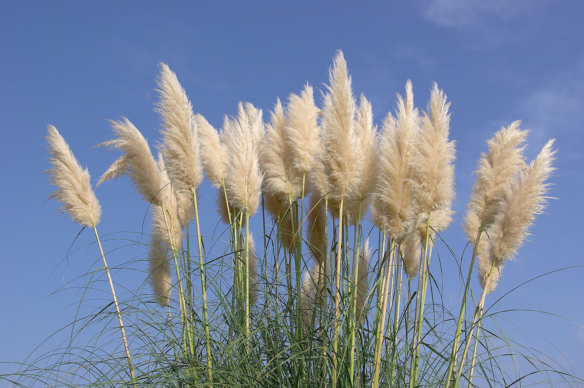 Det populära (men opraktiska) pampas-gräset