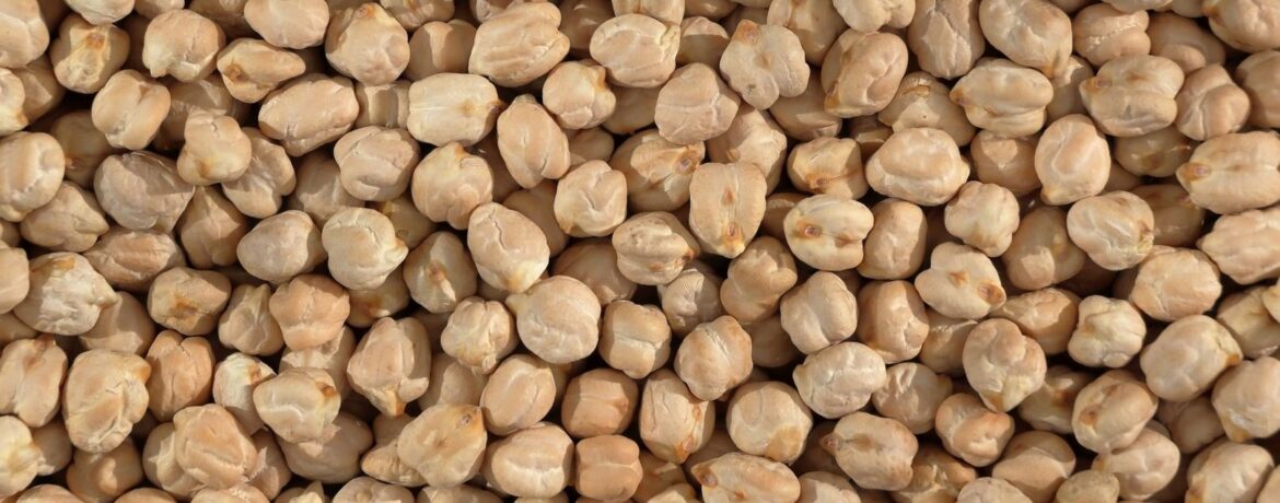 Närbild av många torkade kikärter i ljusa beige nyanser