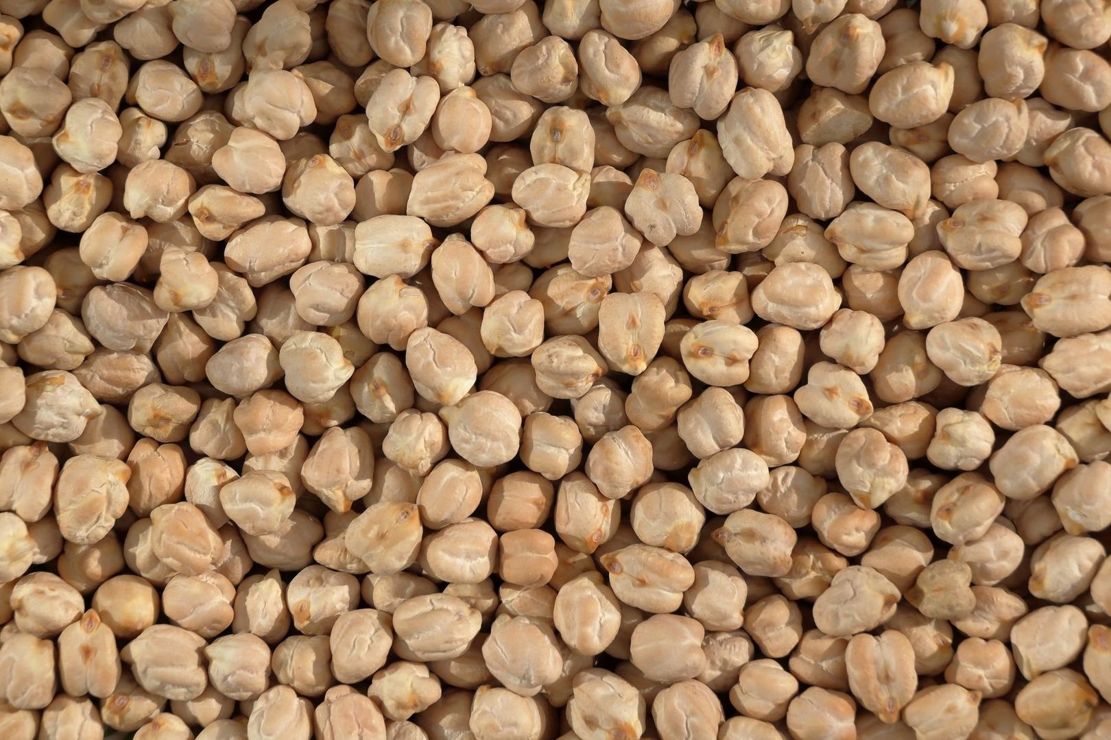 Närbild av många torkade kikärter i ljusa beige nyanser